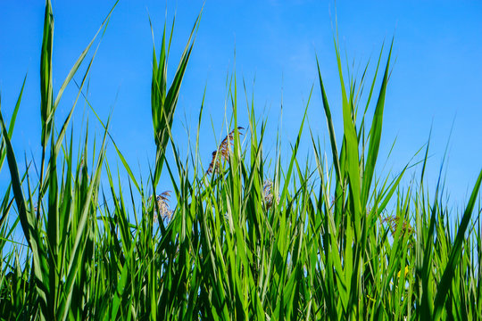 Tall Grass With Blue Sky