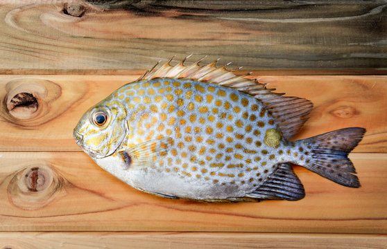 Fresh Siganus guttatus fish from market