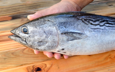 Fresh eastern little tuna.