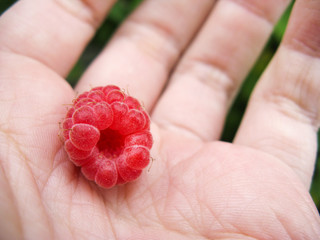 Bright ripe raspberries close-up with a blurry background. Fresh and juicy summer berries.