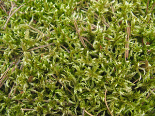 A beautiful warm moist green moss with dry pine needles close-up.