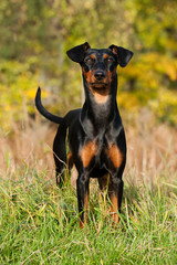 Deutscher Pinscher