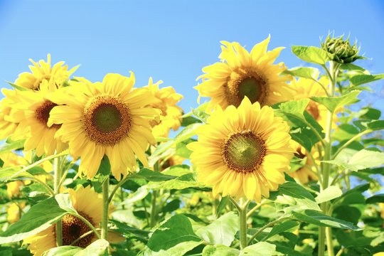 Grußkarte - Sonnenblumen