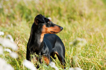 Deutscher Pinscher steht in hohem Gras
