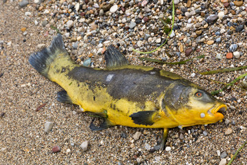 Der Fisch
