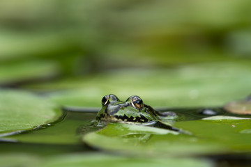 European green frogs head between water lily leaves with focus on closest eye