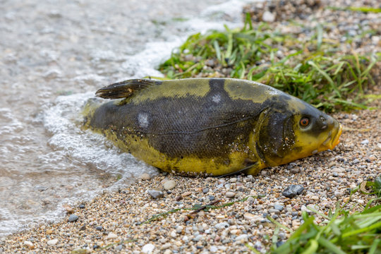 Der Fisch 2