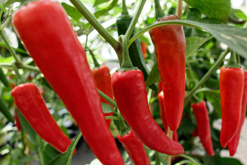 Chili pepper. Chili peppers originated in Mexico. Macro photography.