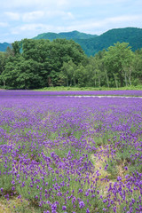 ラベンダー　ラベンダー畑