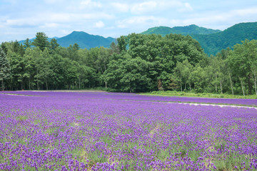 ラベンダー　ラベンダー畑