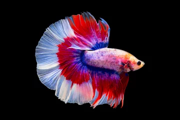 Foto op Plexiglas The moving moment beautiful of siamese betta fish in thailand on black background.  © Soonthorn