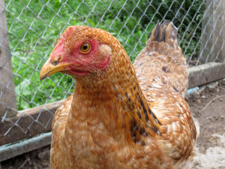 Brown chicken in the aviary on background of wire netting. Portrait of laying hen on the farm