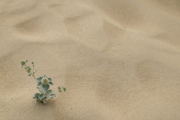 sand texture - background