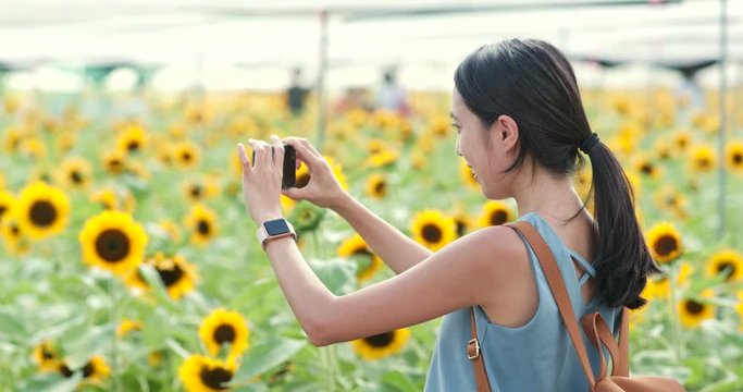 Woman taking photo on sunflower farm
