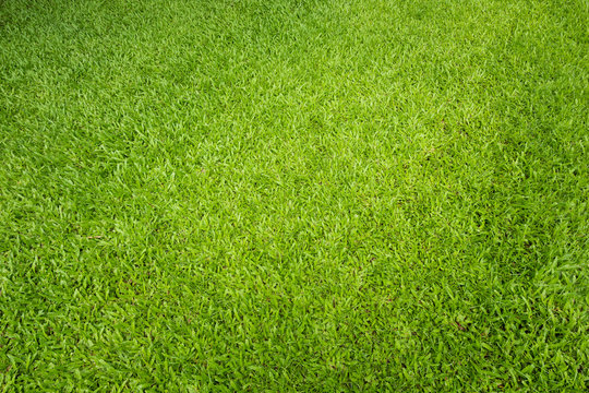 Natural green sward background and texture, Top view green grass for nature background