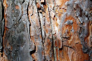 Obraz premium Baumrinde Holz Struktur