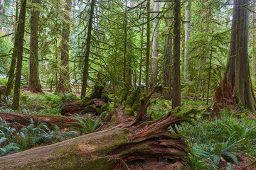 Gem&auml;&szlig;igter Regenwald