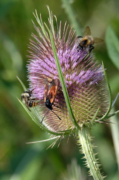 Wilde Karde mit Insekten