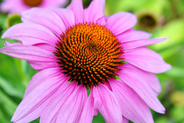 Close Up View of a Bright Magenta Pink Purple Echinacea Coneflower Against a Soft Green Background