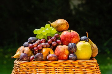 Fruit in the garden - apples, pears, plums and grapes