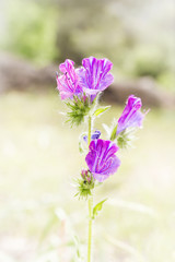 Naklejka premium purple wild flower on a blurred natural background 