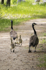 Geese Taking a Stroll