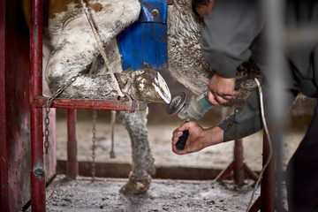 The farmer cleans the hooves of the cow, in the livestock sector the horticulture industry of...