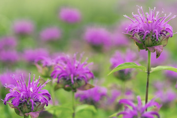 A field of bee balm. Monarda, horsemint, oswego tea, and bergamot. Selective focus, blurred background.