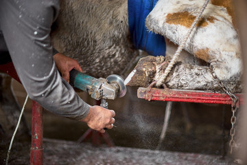 The farmer cleans the hooves of the cow, in the livestock sector the horticulture industry of agriculture and the concept of livestock