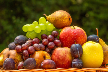 Naklejka na ściany i meble Fruit in the garden - apples, pears, plums and grapes