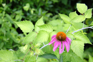 Close Up View of a Bright Magenta Pink Purple Echinacea Coneflower With Striped Spotted Beetle Pollinator on it Against a Soft Green Background