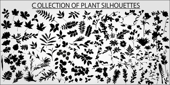 Collection of vector plants and leaves on a light background