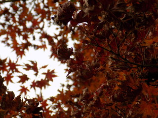 Autumn Acer leaves