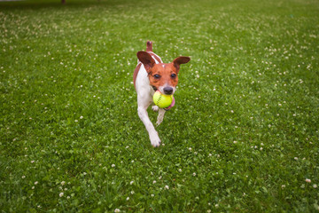 dog playing with a ball on the grass in the Park