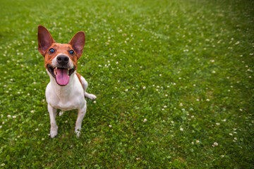 funny dog on the grass background with copy space, Jack Russell Terrier