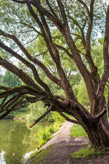 Magic willows in the summer evening