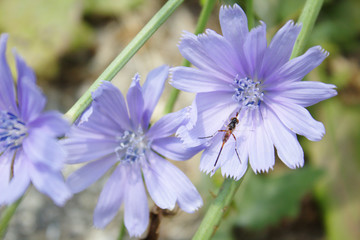 Fototapeta premium Light Purple Blue Macro Wild Chicory Edible Plant Flowers with Orange and Black Bee Pollinator