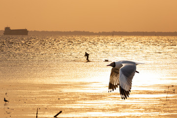 Seagull flying over the golden evening sea.