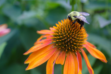 Close Up View of Bumblebee Pollinating a Vivid Orange Cheyenne Echinacea Coneflower in Summer