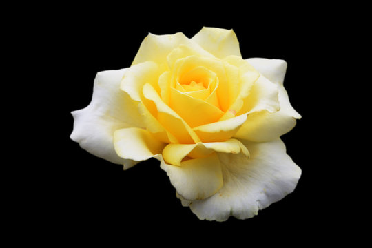 Fototapeta Beautiful pale yellow-white rose isolated on black background
