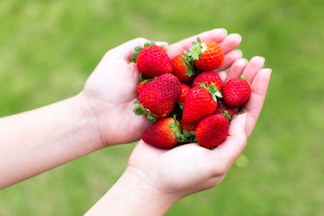 Two hands holding red strawberries in front of a green outdoor setting, close up