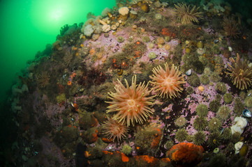 Naklejka na ściany i meble Northern Red Anemone and Frilled anemone underwater in the St. Lawrence Estuary