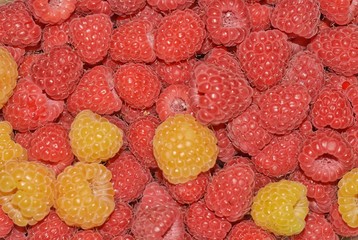 yellow and red raspberry