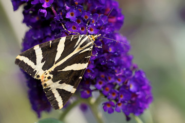 euplagia quadripunctaria