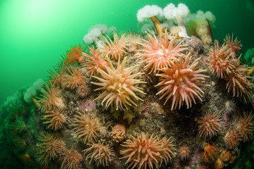 Northern Red Anemone and Frilled anemone underwater in the St. Lawrence Estuary