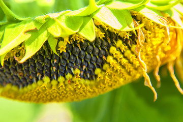 closeup image of sunflower in a field