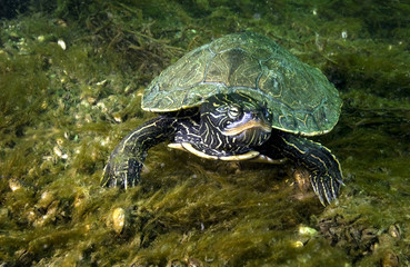 Northern Map Turtle underwater in the St. Lawrence River in Canada