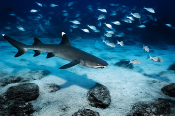 Whitetip reef shark underwater near Mosquera island in the Galapagos Islands.