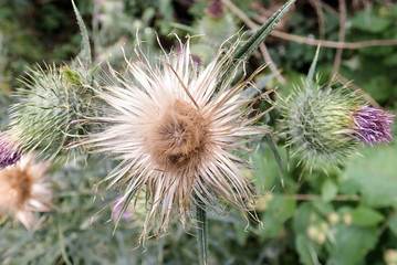 Close-up of Cirsium Vulgare Spear Thistle