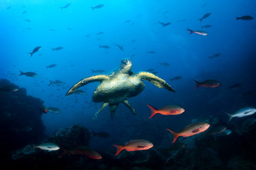 Naklejka premium Green Sea Turtle Island in the Galapagos Islands.